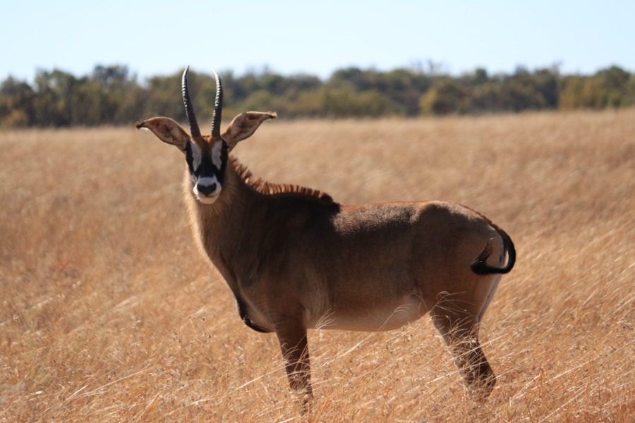 Commercial Property for Sale in Lekwena Wildlife Estate North West